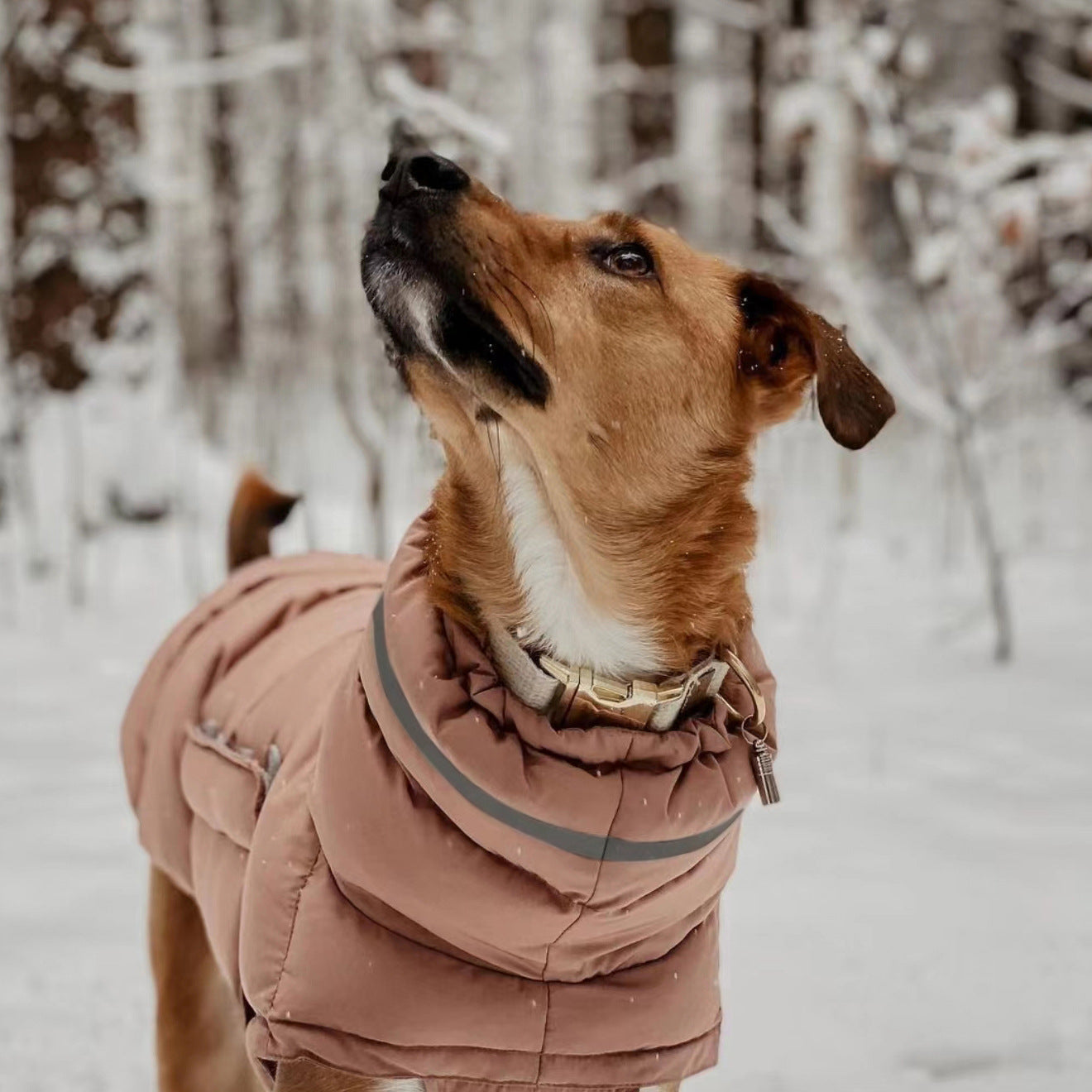 Lightly padded winter jacket with high collar and reflective details