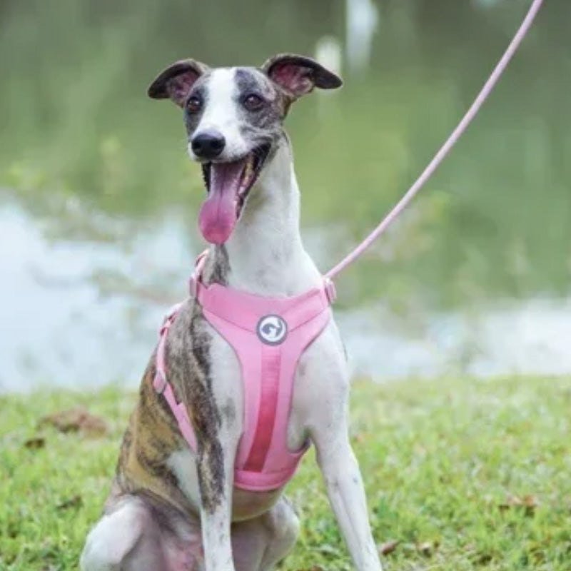 Comfortable dog harness and leash set