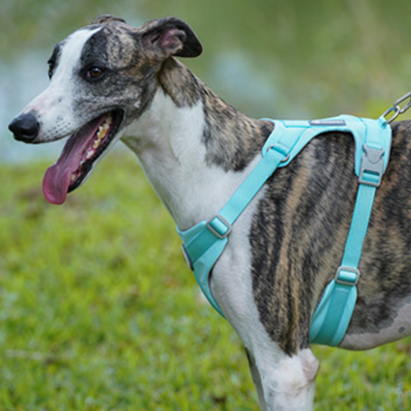 Comfortable dog harness and leash set