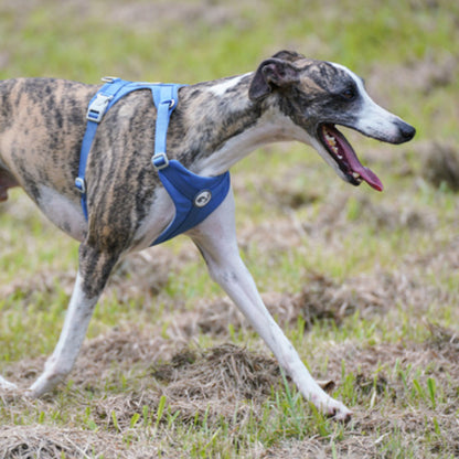 Comfortable dog harness and leash set