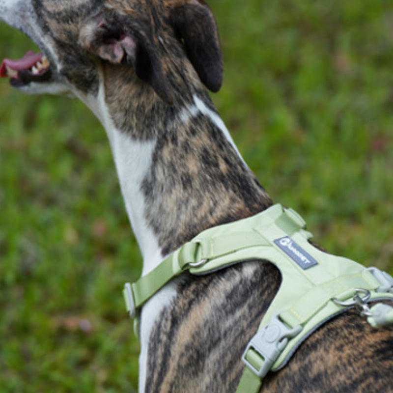 Comfortable dog harness and leash set
