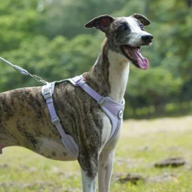 Comfortable dog harness and leash set