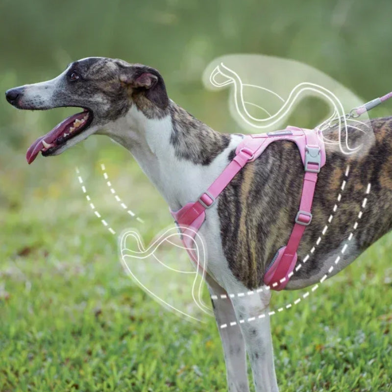 Comfortable dog harness and leash set