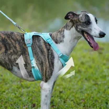 Comfortable dog harness and leash set