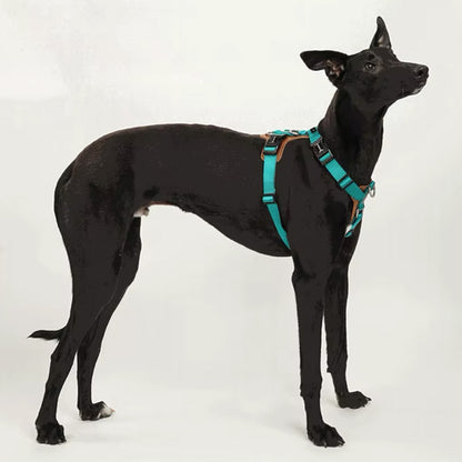 Stylish hands-free leash and harness
