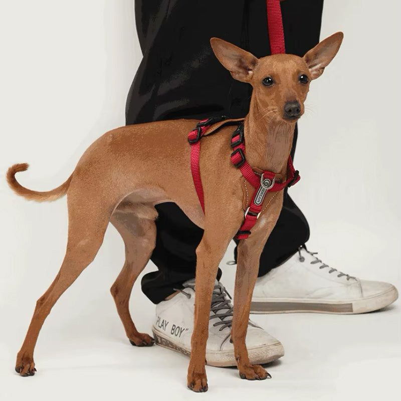 Stylish hands-free leash and harness
