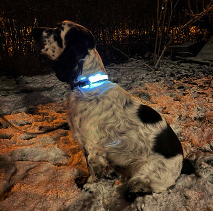 Adjustable dog collar with LED light and reflex