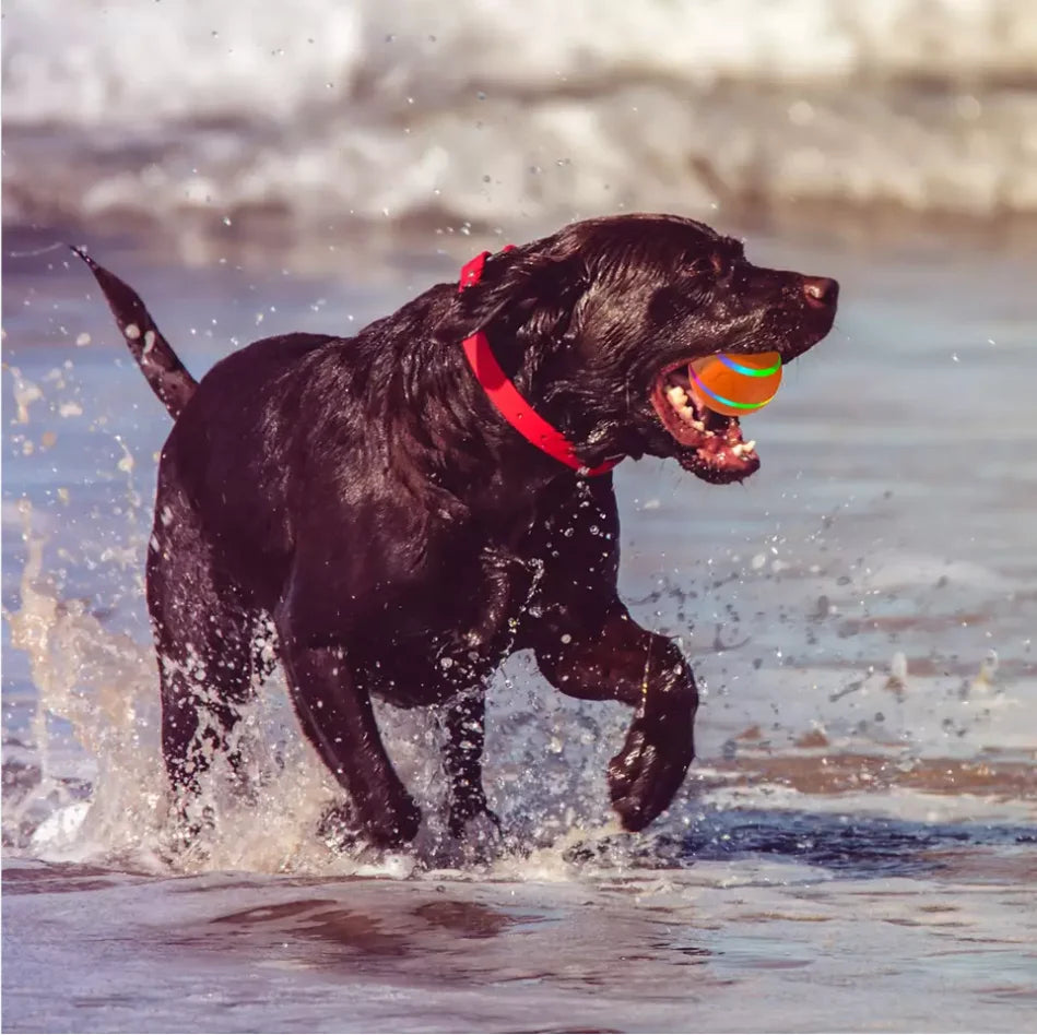 Automatic interactive jumping ball for dogs with USB charging