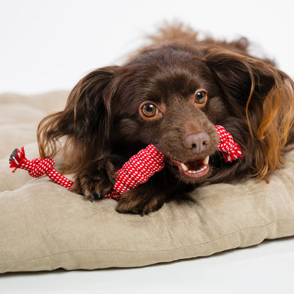 Chew toy for dogs in cheerful colors