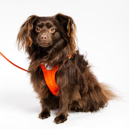 Comfortable dog harness and leash set