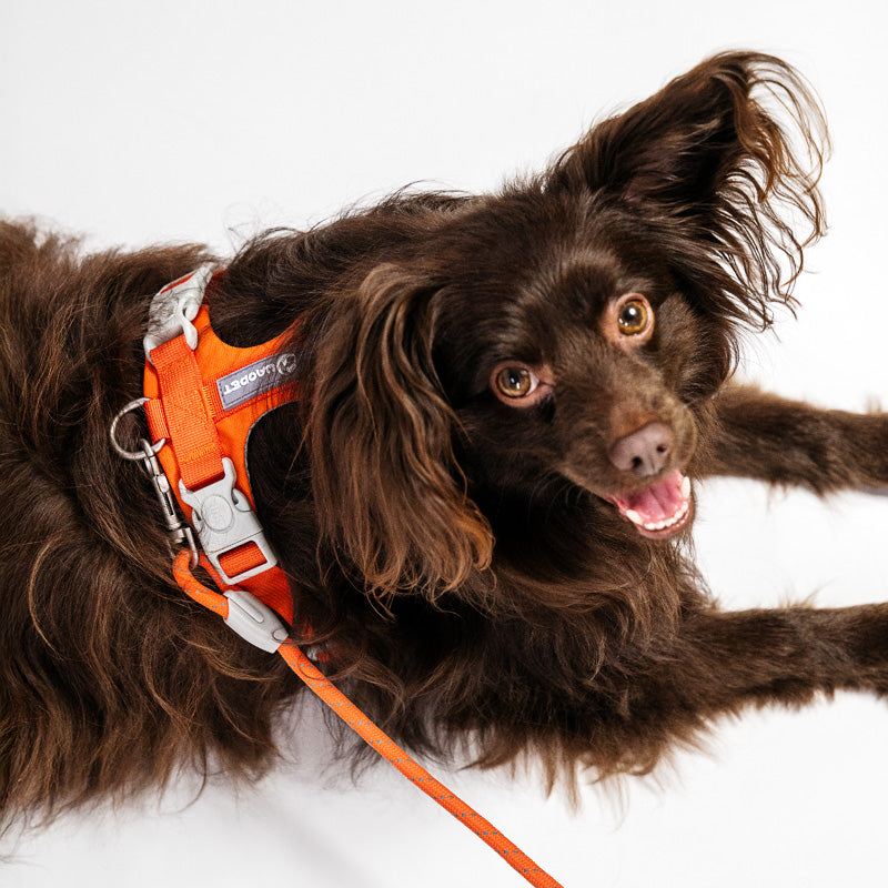Comfortable dog harness and leash set