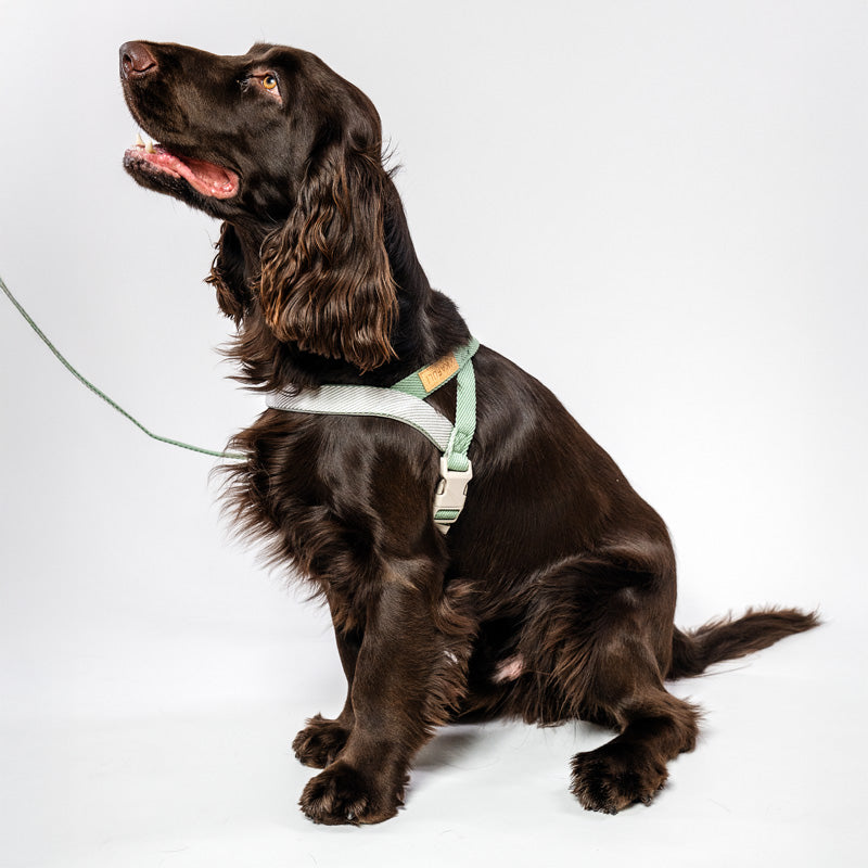 Sturdy dog ​​harness and matching leash