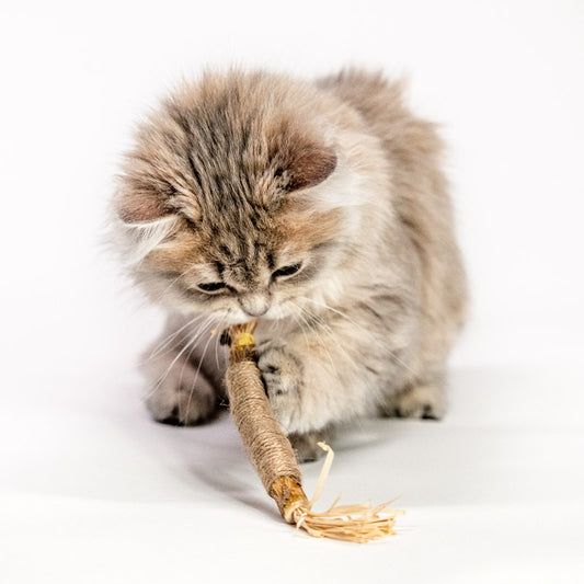 Silver wine chew stick with catnip - teeth cleaning