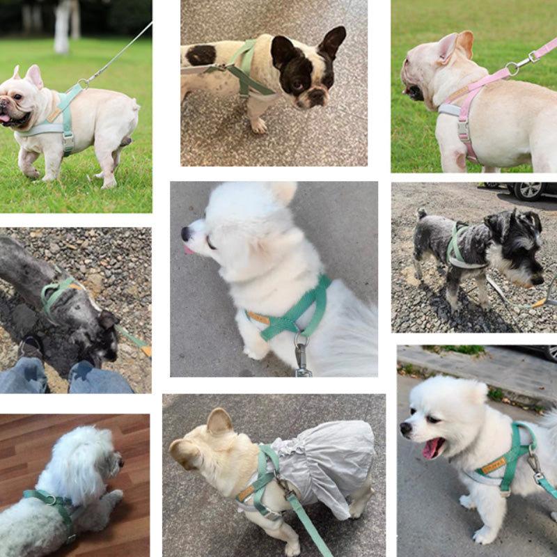 Sturdy dog ​​harness and matching leash