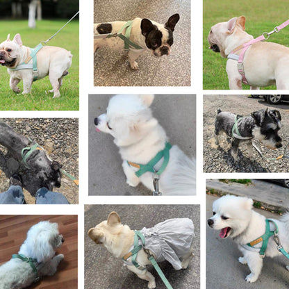 Sturdy dog ​​harness and matching leash